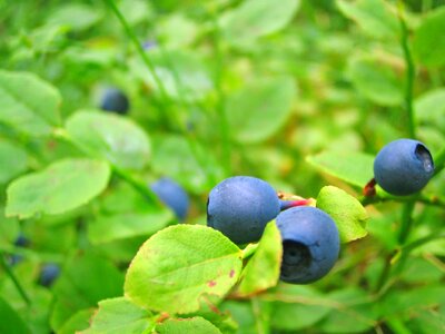 Bilberry hurtleberry berries photo