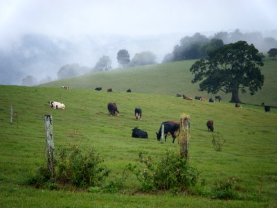 dairy farmland