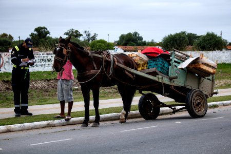 30.04.2019 - Blitze de combate aos maus tratos a cavalos - Foto Michel Corvello