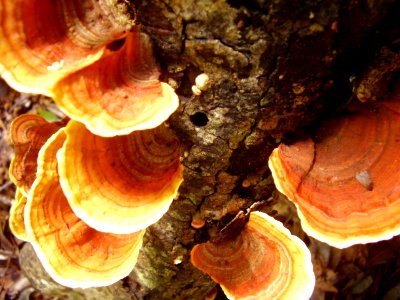 woody fungus photo