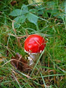 Autumn agaric nature photo