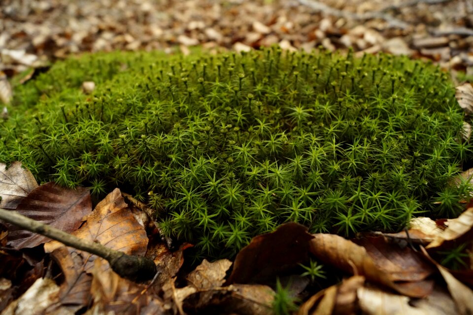 Summer nature plant