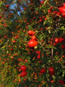 Wild rose plant sammelfrucht photo