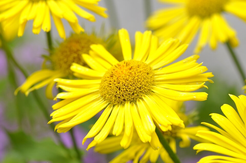 Bloom yellow plant