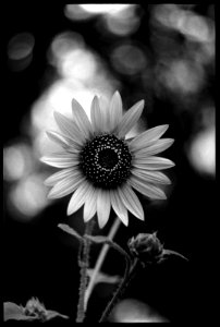 Native Kansas Sunflower photo