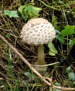 Autumn agaric nature