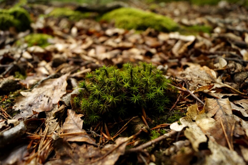 Plant green nature
