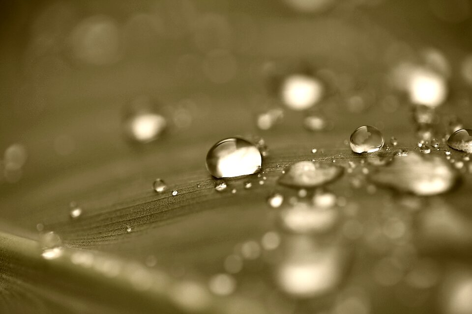 Rosa rain drops after the rain
