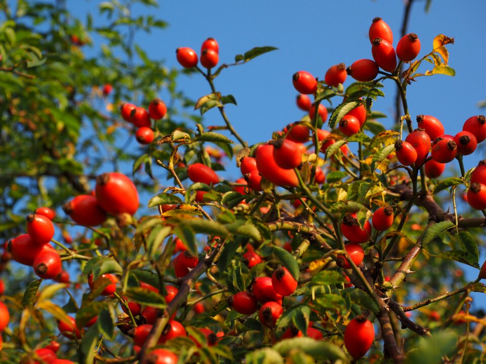 Wild rose plant sammelfrucht