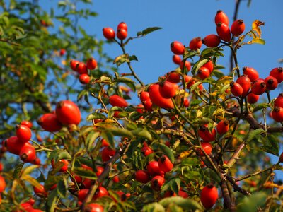 Wild rose plant sammelfrucht photo