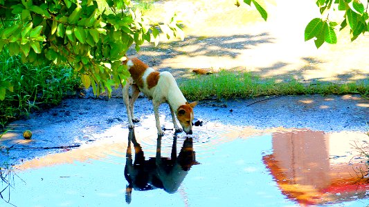 dog drinking water photo