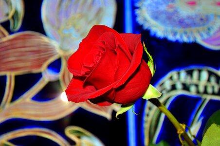 Flower glow red rose