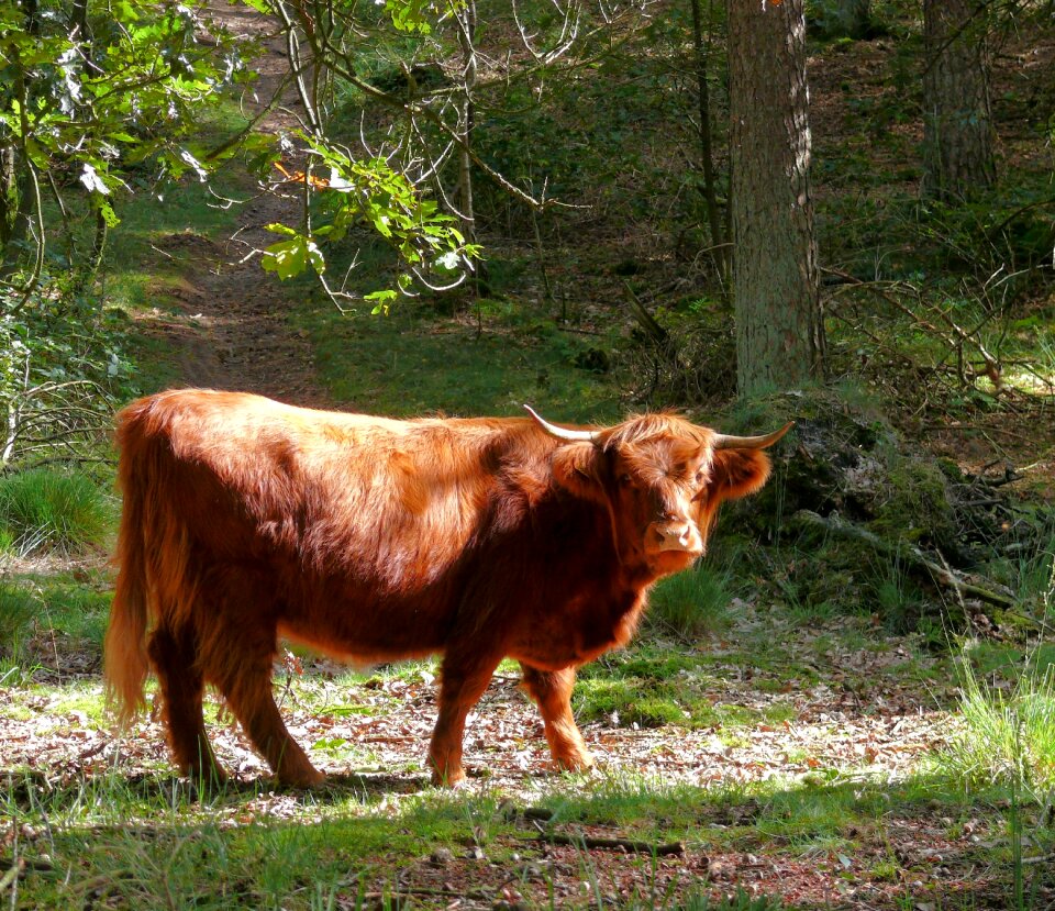 Animal forest wild