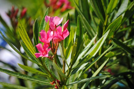 Floral plant spring photo