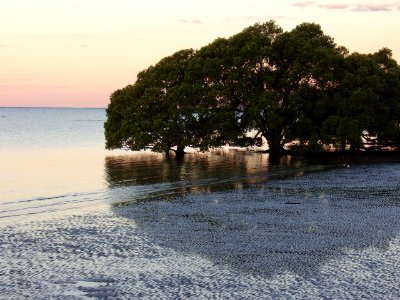 mangrove sunset photo