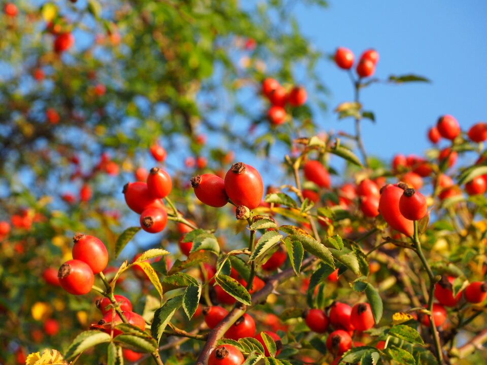 Wild rose plant sammelfrucht