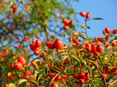 Wild rose plant sammelfrucht photo