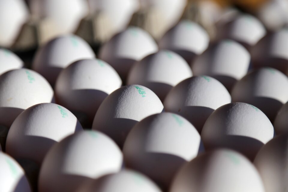 Hen's egg food agriculture