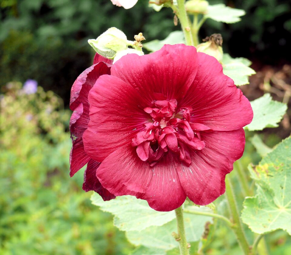 Double-flowered spring garden