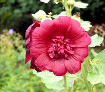 Double-flowered spring garden