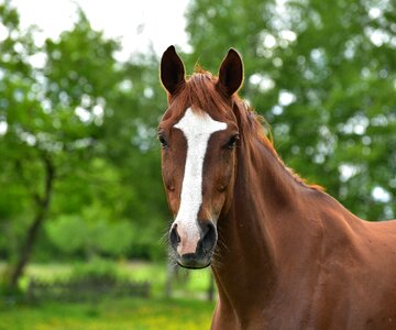 Animal nature mane photo