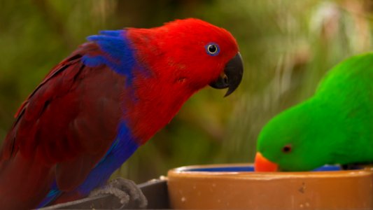 Red and green Eclectus Parrots photo