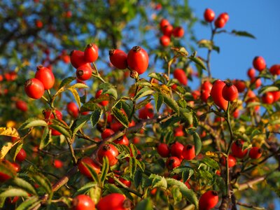 Wild rose plant sammelfrucht photo