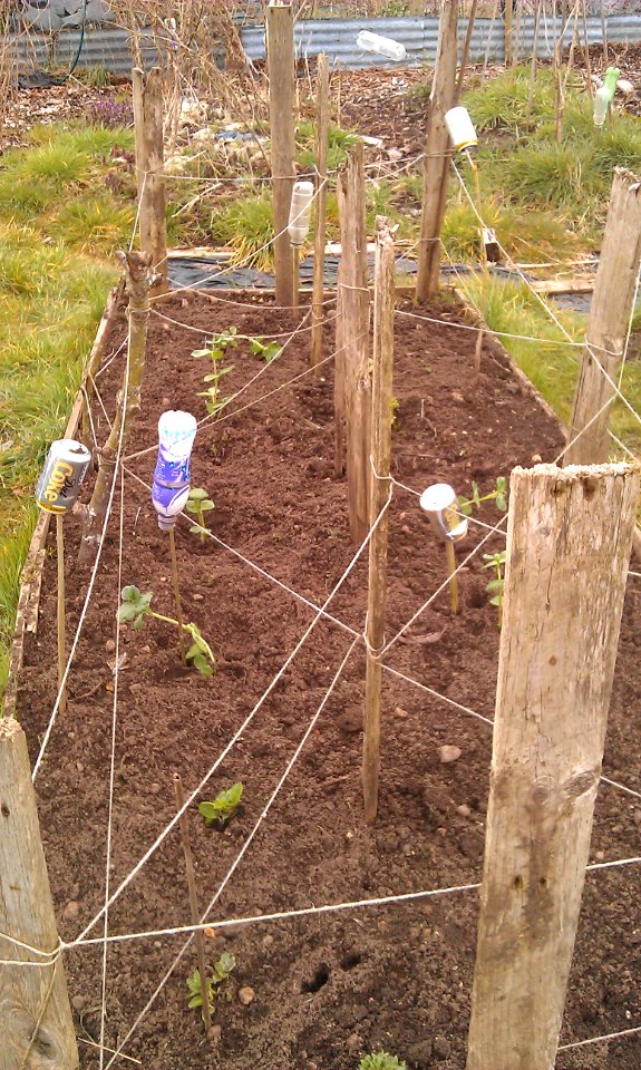 2nd planting of broad beans for 2013