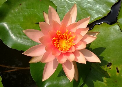 Lily flower pond photo