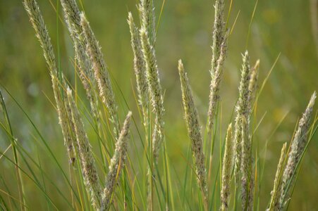 Grain agriculture nature
