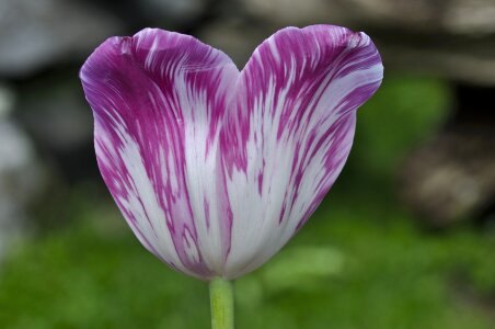 Bloom schnittblume spring flower photo