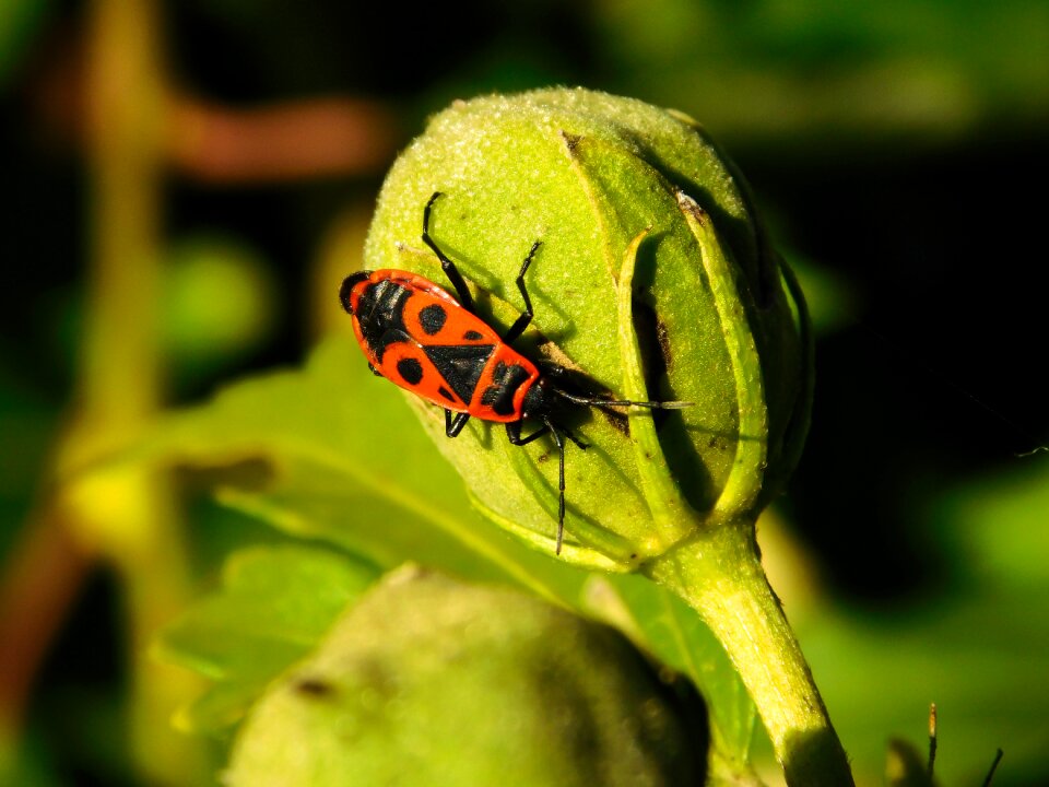 Red orange insect