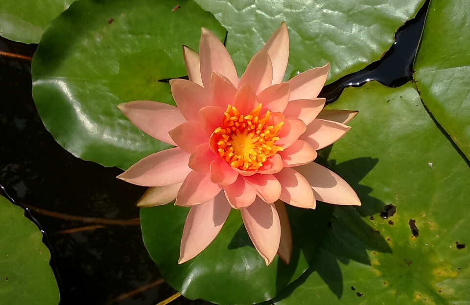 Peach glow hybrid nymphaeaceae