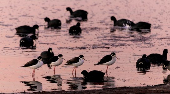Black Necked Stilts & American Coots photo
