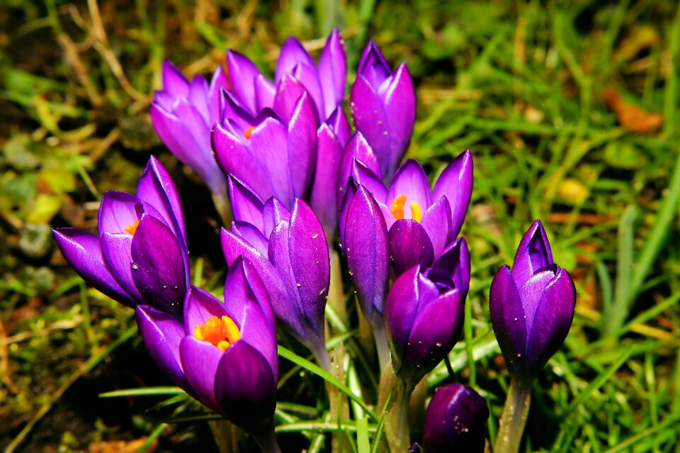 Crocus winter purple