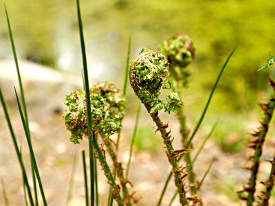 Green nature veluwe