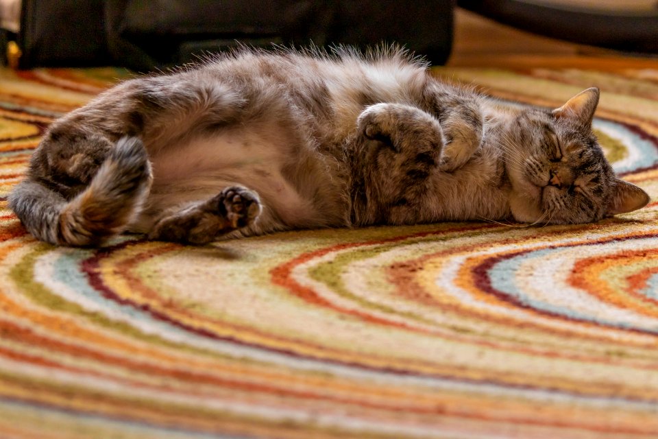 Cat sleeping on rug