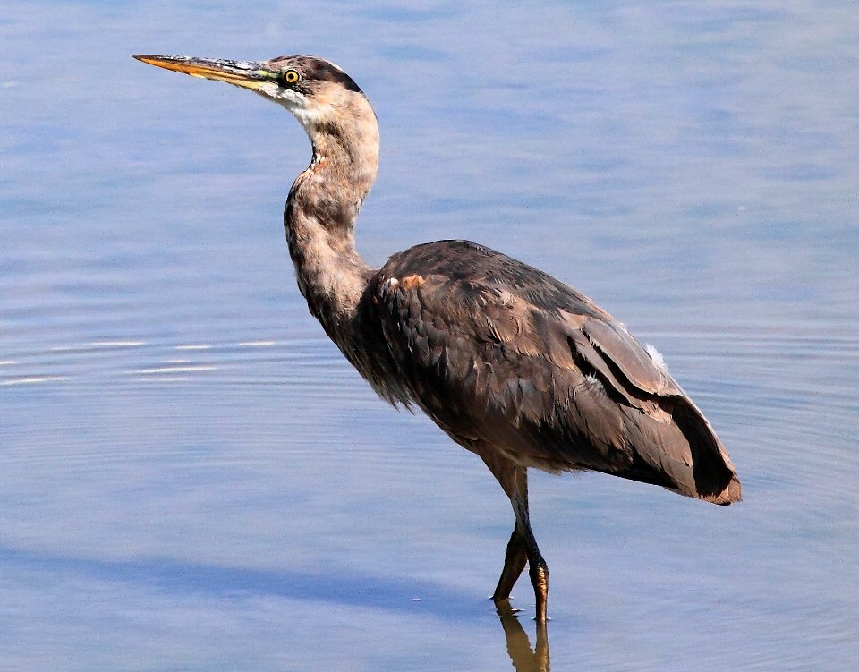 Pitt River - Blue Heron Catching Fish