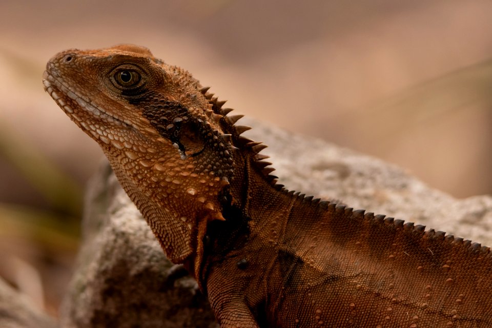 Water Dragon 2