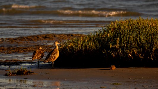 2 Long Billed Curlews in the sunset photo