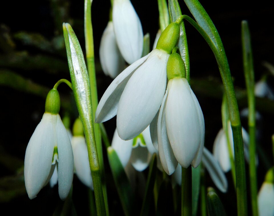 Snowdrop nature macro