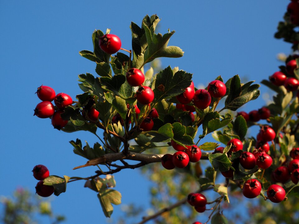 Eingriffeliger hawthorn bush hedge
