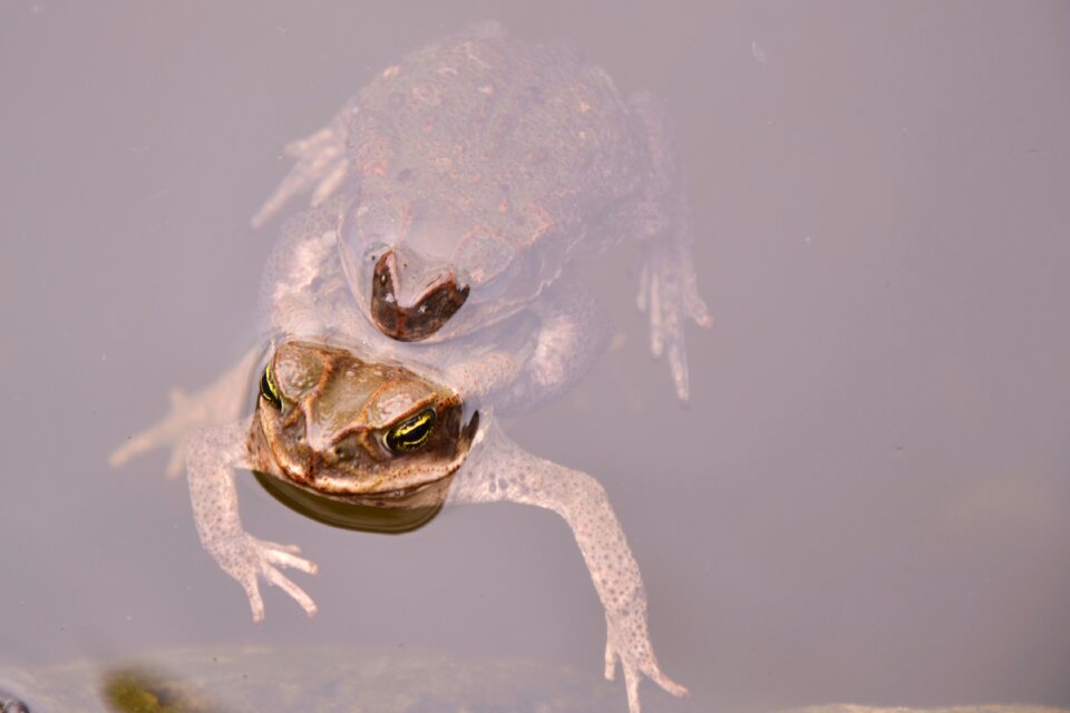 Water pond animal