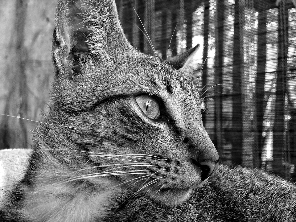 Portrait feline domestic