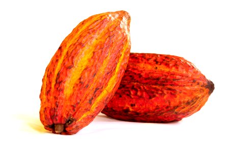 2 Cacao pods on white background