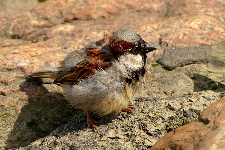 Sparrow young foraging