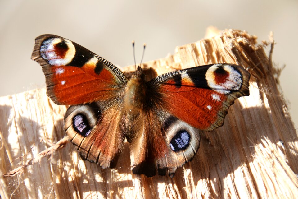 Peacock butterfly close up