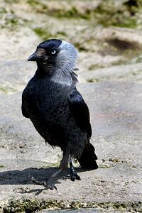 Jackdaw foraging stern look