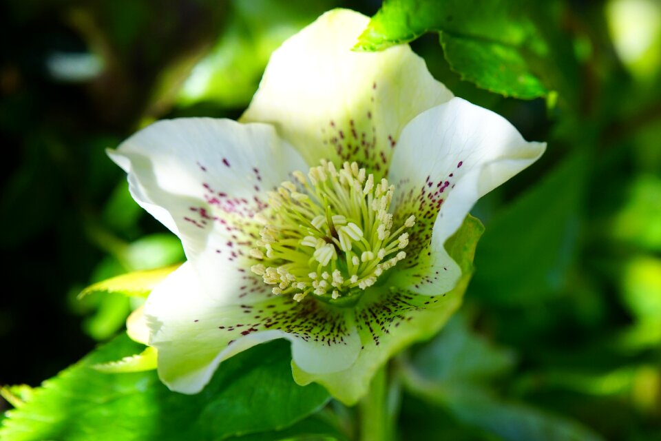 Blossom bloom plant
