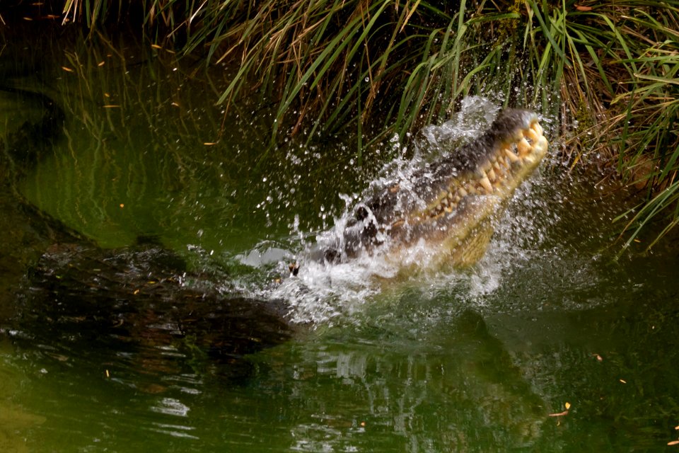 Crocodile splashing out of the water